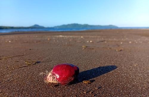 Taveuni Island East House | Emma's Homestay Explorer