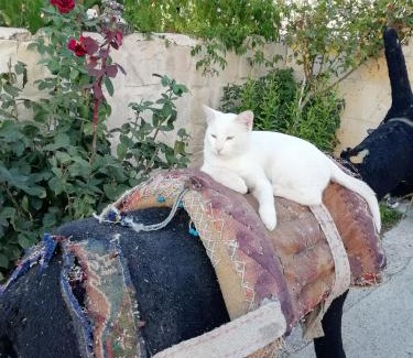 Mustafapasa Bed & Breakfast | Esens Stone House