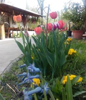 Bilje House | Farm stay Lackovic