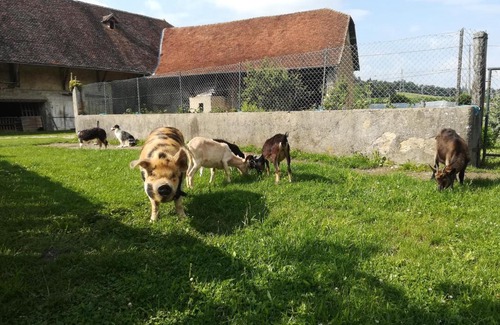 Chelieu Bed & Breakfast | Ferme les poneys de la Durme