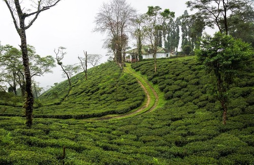 Ging Tea Garden House | Ging Tea House