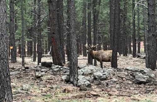 Parks House | Grand Canyon Cottage at Historic Wrigley Ranch with Horseback Riding & Hiking