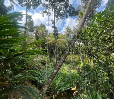 Devikolam House | Green Moon Munnar