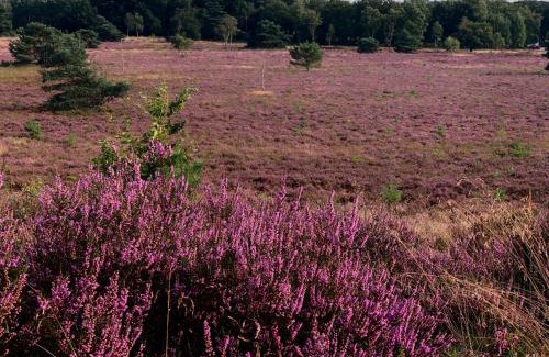 Nunspeet House | Het Natuurhuisje op de Veluwe