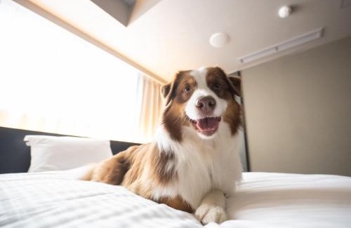 Nakagyo Ward Hotel | hotel anddoggy Kyoto Nijo