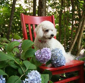 Historic Hill House | Hydrangea House Inn