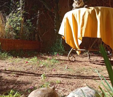 Sidi Ifni House | Janna d'Ifni