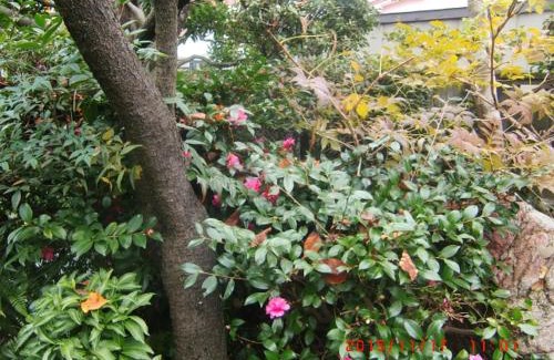 Hirakata House | Japanese Traditional House with beautiful garden.