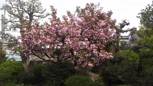 Hirakata House | Japanese Traditional House with beautiful garden.