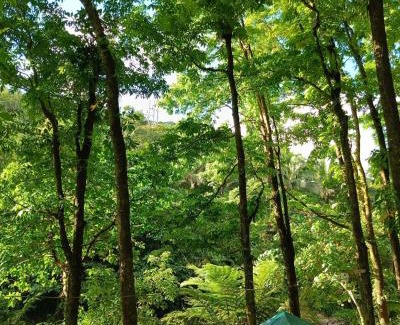Real Other | Josiah Tree House Camp Mahogany Llavac Quezon