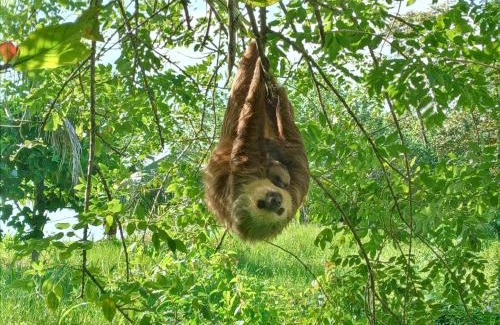 Bocas del Toro Cabin | Jungle Paunch