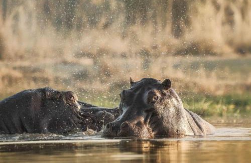 Khwai Other | Khwai Mokoro Safaris and Campsites