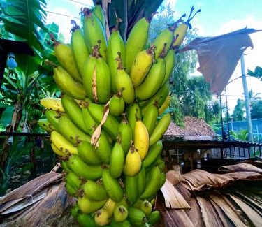 Mto wa Mbu Other | Kijijishamba