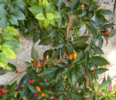 San Nicolo d'Arcidano Bed & Breakfast | L'INCOGNITA
