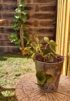 Aiseau-Presles House | Le tiny de Laly - climatisation -wifi - jardin - airport navette