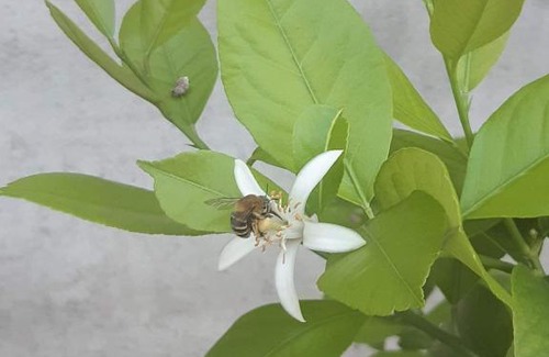 Skopje Region Hostel | Lemon Garden