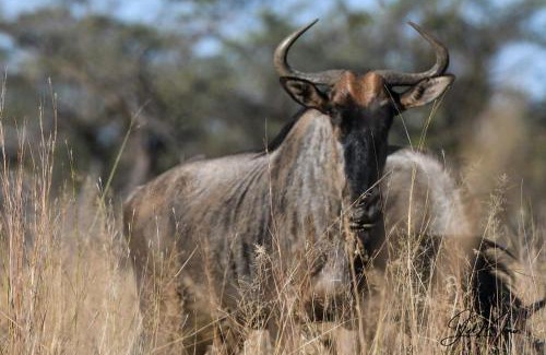 Waterberg Other | Leopard Ranch - Luxury Tented Camp