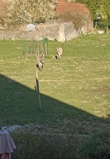 Ferriere-la-Grande Apartment | Les petits sabots en ville