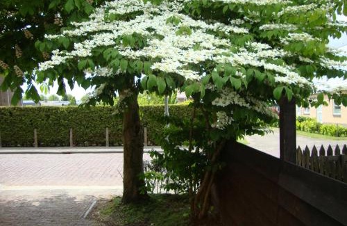 Joure Bed & Breakfast | Logement-B&B Safier