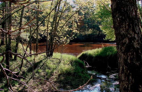 Jim Falls Cabin | Maple Cabin - Beaver Creek Reserve