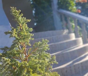 Jadrtovac Apartment | Maslina Apartment