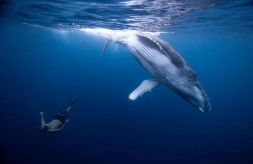 Vaira'o Hostel | Maui Homestay Vue Océan Exceptionnelle & Baleines en Saison