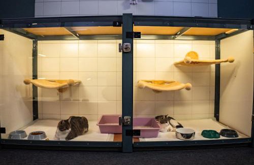 Piestany Hotel | Meow Hotel - Luxusný hotel pre mačky v Piešťanoch