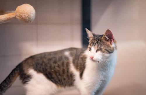 Piestany Hotel | Meow Hotel - Luxusný hotel pre mačky v Piešťanoch