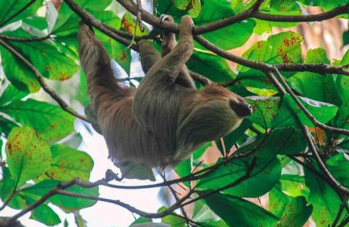 Jaco House | Monkey Beach Oasis