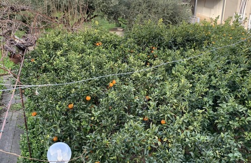 Sant'Andrea Bonagia Villa | near the sea, with 1000 sqm garden