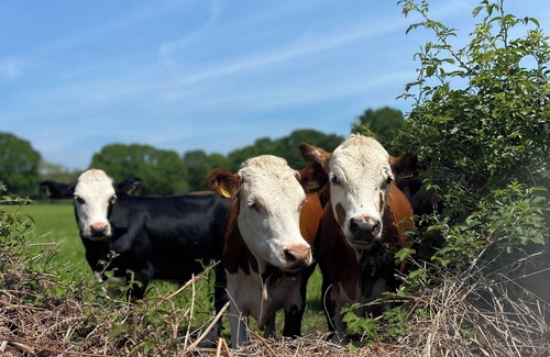 Plaitford House | Oak Apple - Converted Barn In An Attractive Courtyard On Our Family Stockfarm