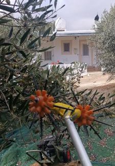 Azokeramos Apartment | Olive metohi return to nature