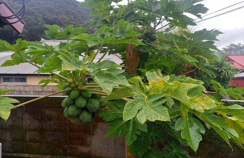 Amami House | Opened in December 2022 Goemon bath family bath/Amami Kagoshima