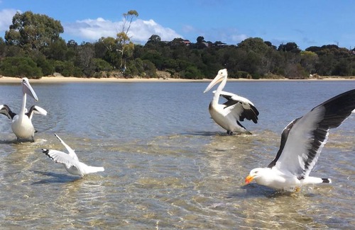 Coles Bay House | Oystercatcher ~ On the banks of the lagoon