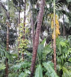 Saligrama Villa | Palm Vista Vacations Barkur Udupi District
