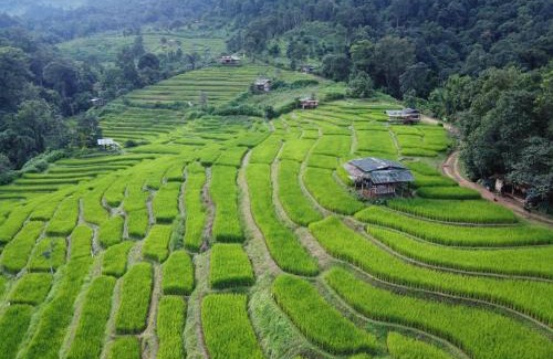 Samoeng Other | Pang Ma - O rice terrace นาขั้นบันไดบ้านปางมะโอ