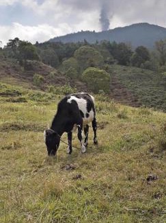 San Vicente Pacaya Other | Parque Ecológico los Cipreses Volcán Pacaya