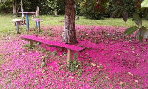 Parapeuna House | Pouso Jambo Rosa