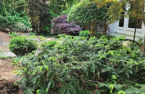 North Buckhead House | Quiet Buckhead Tranquil Retreat, with Magnificent Garden.