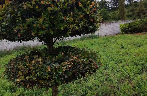 San Antonio House | Quinta de campo