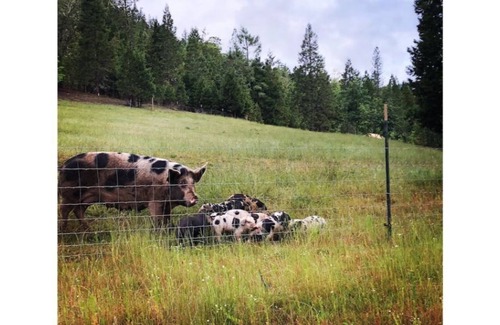 Days Creek Other | Ranch House #1. 1BR-Farm Tours-Near Crater Lake