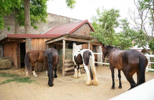 Deutsch-Haslau Bed & Breakfast | Ranchzimmer am Hippo-Campus Reit- und Therapiezentrum
