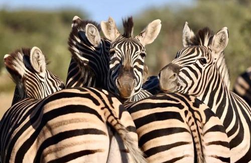 Maasai Mara Bed & Breakfast | Retosafarismara