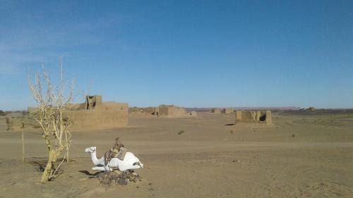 Hassilabied Bed & Breakfast | Sahara wellness camp