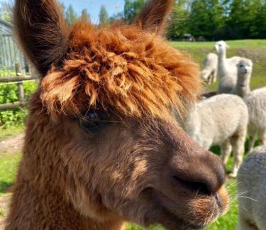 Vlimmeren Apartment | slapen bij alpacas