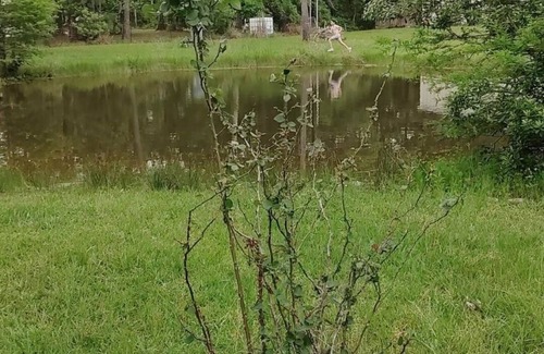 Beaumont Other | Southeast Texas Crickets and Country peace