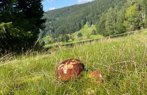 Horni Dusnice Apartment | SPA SPA - Roubenka