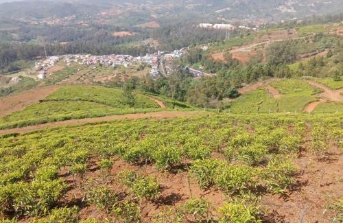 Masinagudi Bed & Breakfast | Sri Ambujam