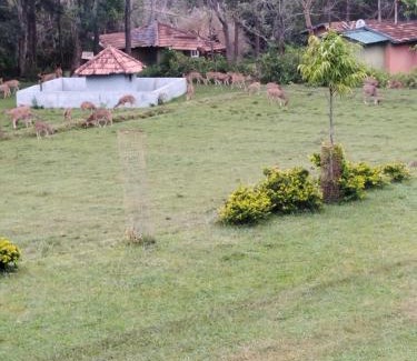 Masinagudi Bed & Breakfast | Sri Ambujam