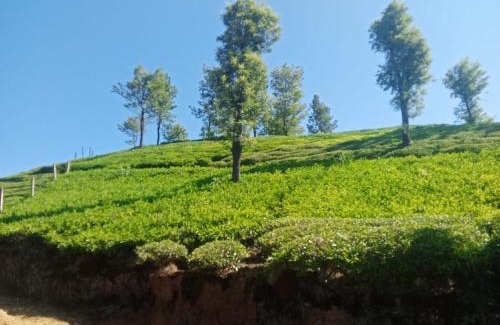 Masinagudi Bed & Breakfast | Sri Ambujam